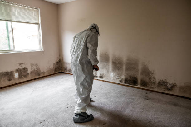 Best Emergency Mold Remediation  in Heber, CA